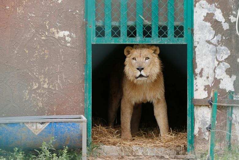 تصاویر | شیر و خرس باغ‌‌وحش موصل که از داعشی‌ها جان سالم به در بردند 